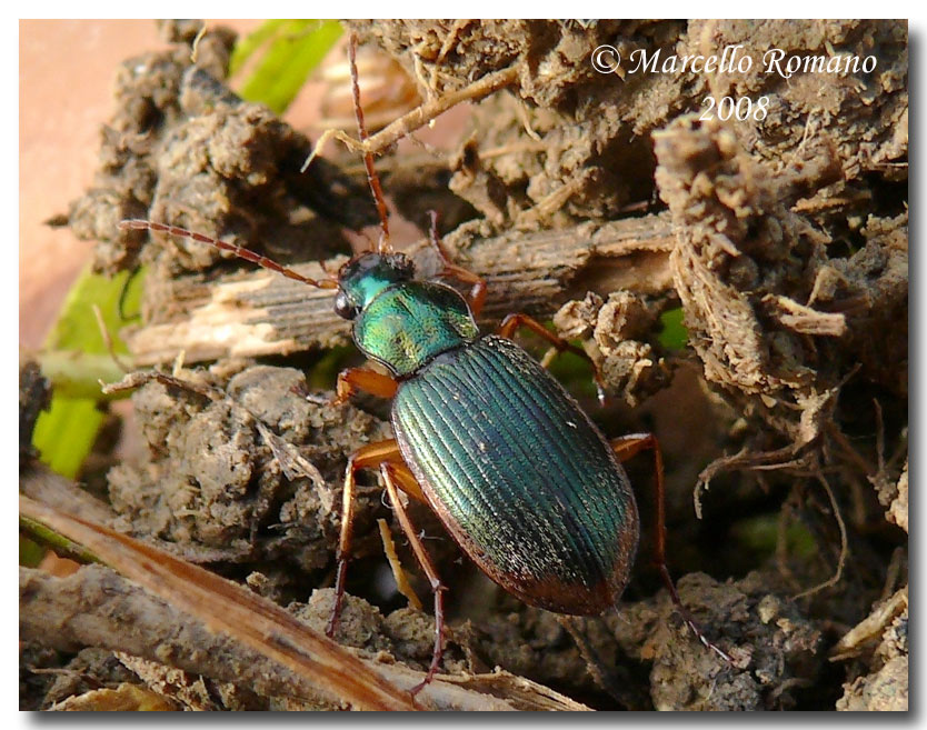 Chlaeniellus vestitus (Carabidae)